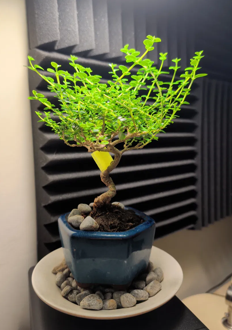 A bonsai tree in dire need of a trim.