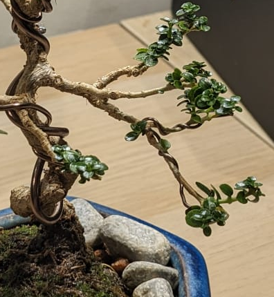 Okay, it's a botanic specimen of some sort.