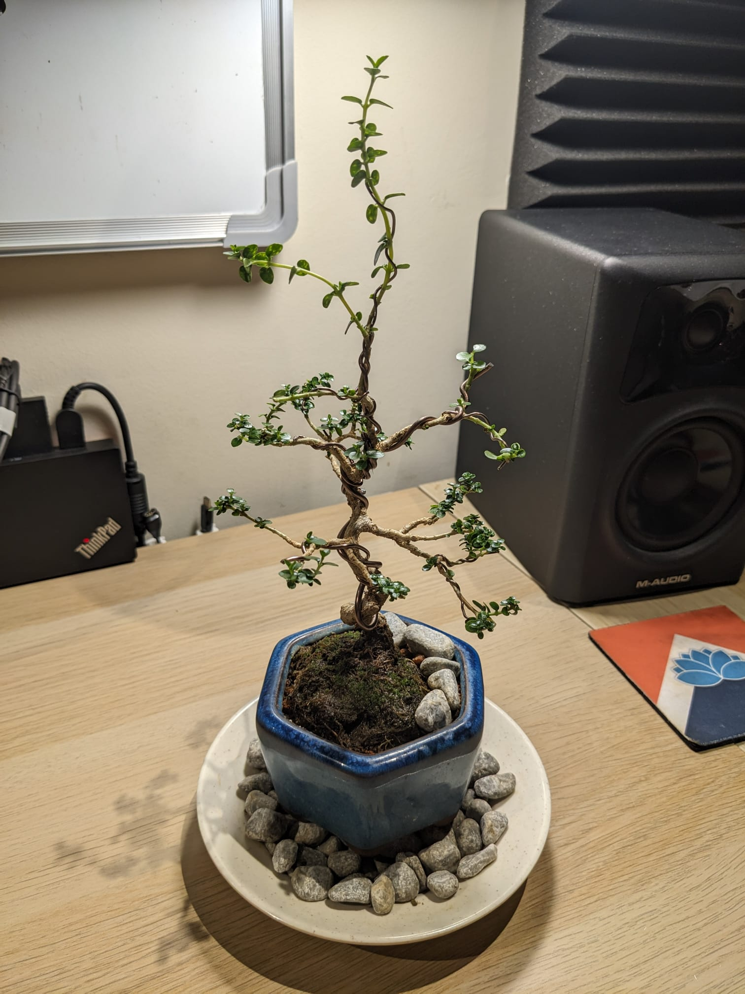 A bonsai tree but not looking so nice.