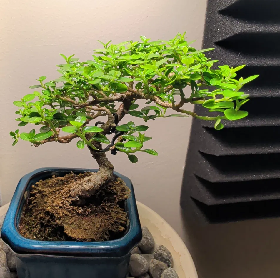 A young bonsai tree.